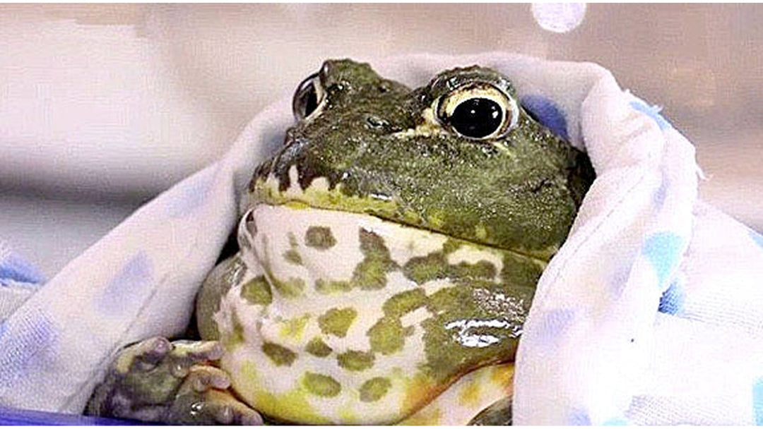 Frog3 — AJ's Jewelry Ridgewood Queens NY